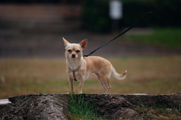 Comprendre le rôle d'un comportementaliste pour chien