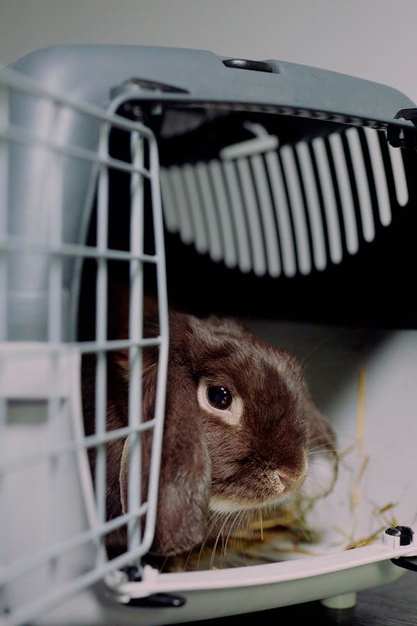Qu'est-ce qui fait une bonne cage à lapin ?
